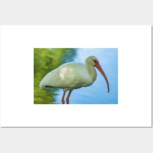 American white ibis of Florida Posters and Art